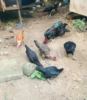 ගම් කිකිලියන්