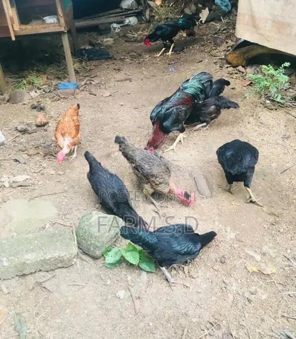 ගම් කිකිලියන්