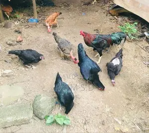 ගම් කිකිලියන්
