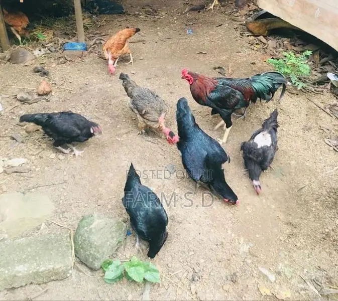 ගම් කිකිලියන්