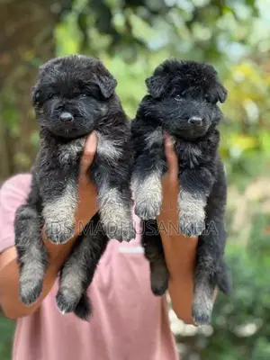 Germanshephad Lonecort Pappy
