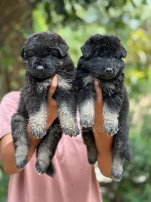 Germanshephad Lonecort Pappy