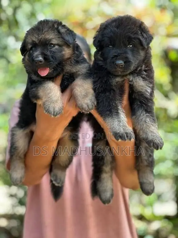 Germanshephad Lonecort Pappy