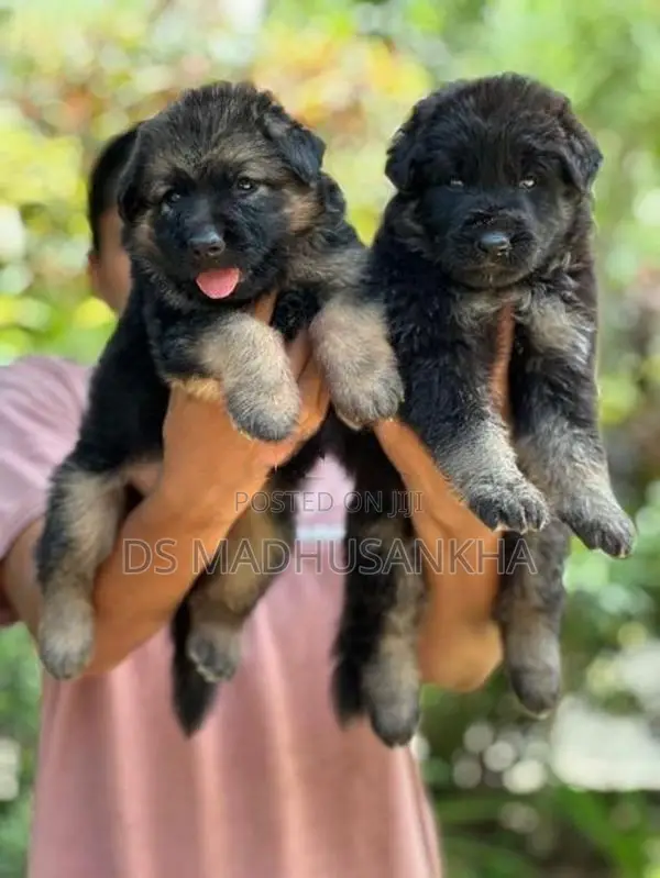Germanshephad Lonecort Pappy