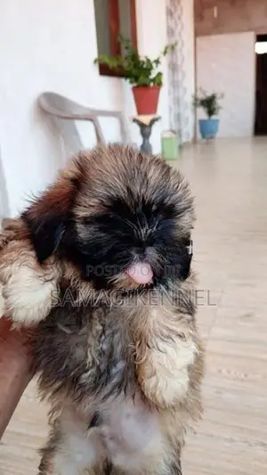 Shih Tzu Puppies