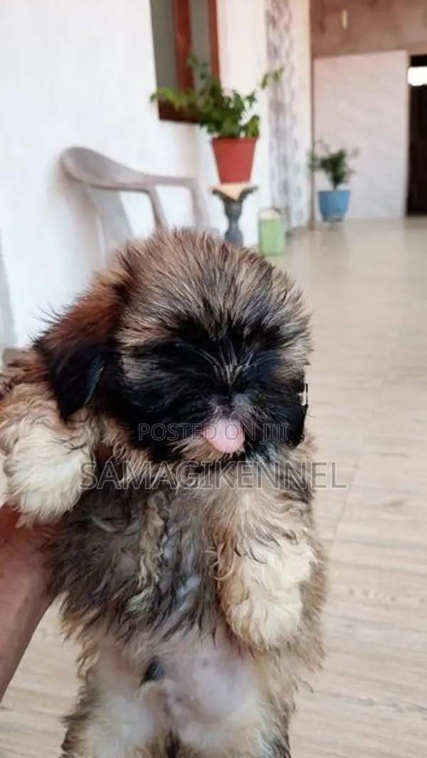 Shih Tzu Puppies
