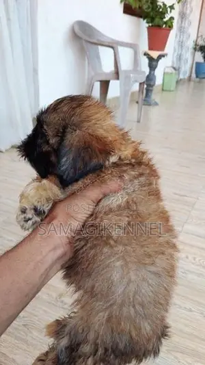 Shih Tzu Puppies