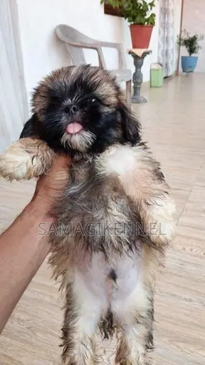Shih Tzu Puppies