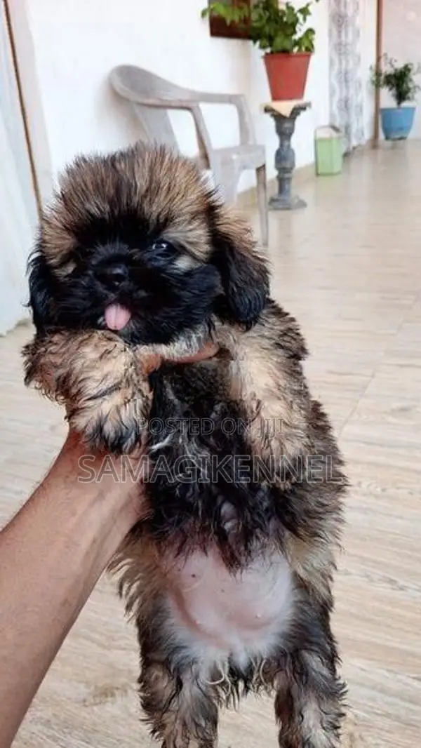 Shih Tzu Puppies