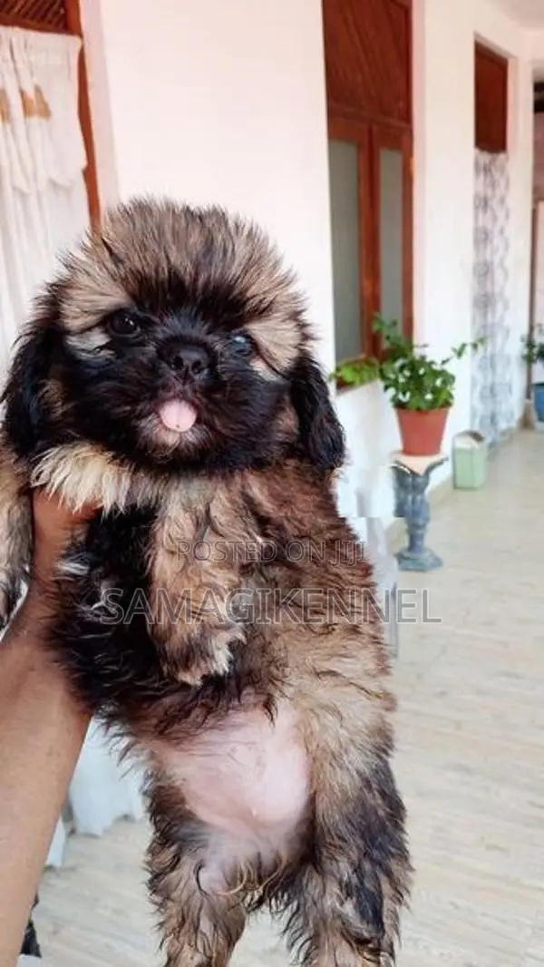 Shih Tzu Puppies