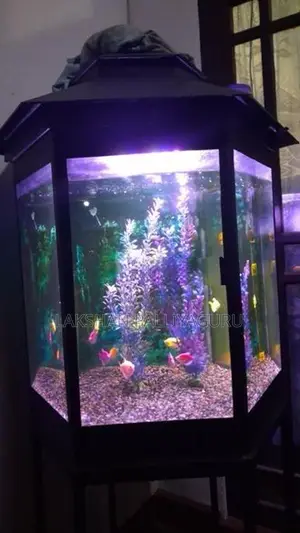 Fish Tank