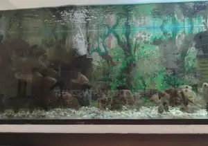 Colored Fish