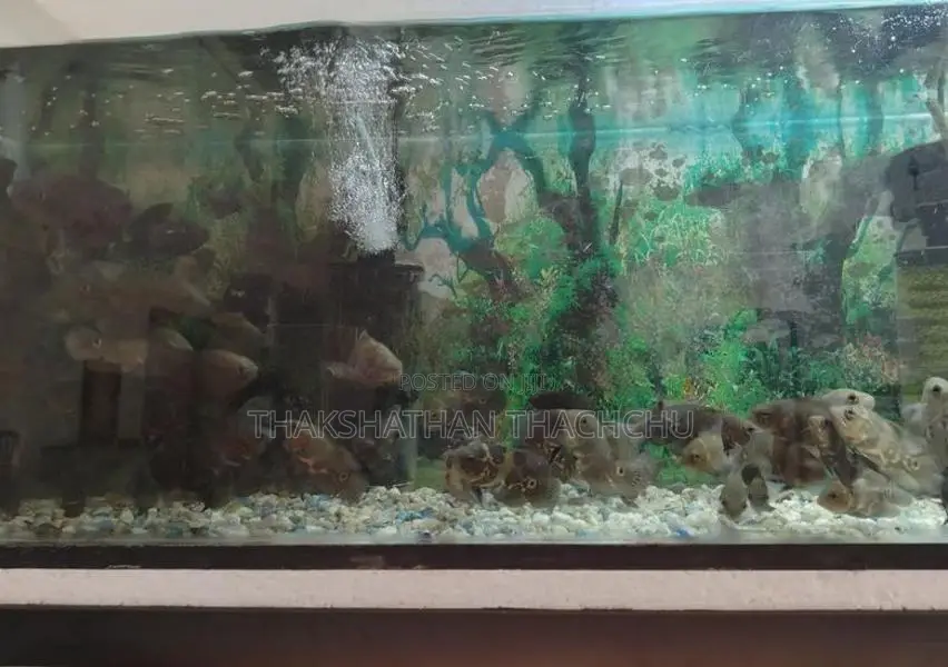 Colored Fish
