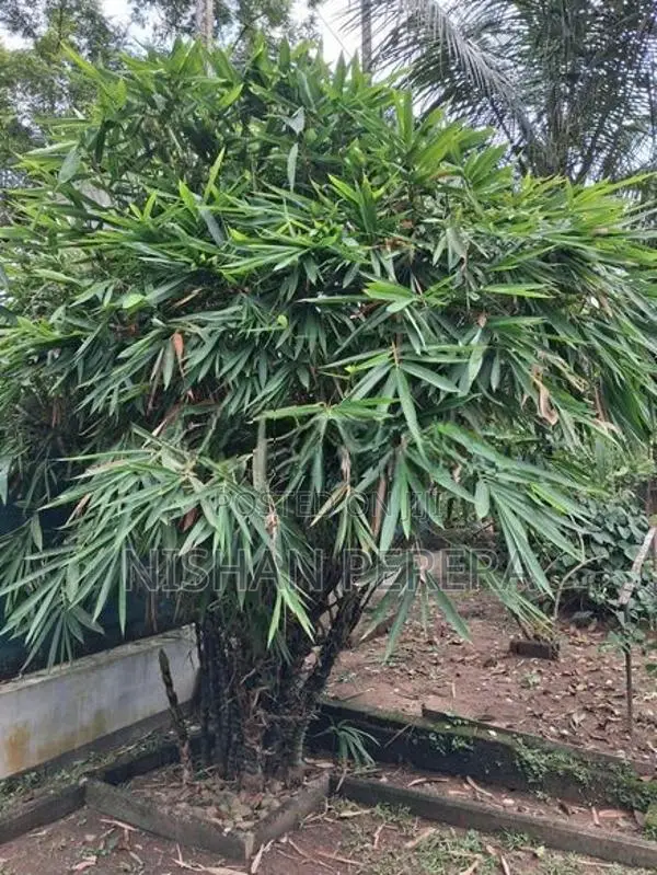 Bamboo Tree