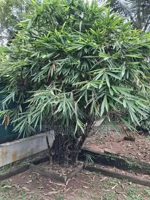 Bamboo Tree