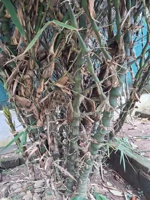 Bamboo Tree