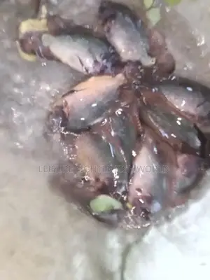 ඔස්කා මසුන්