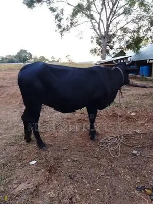 Jersey Cow