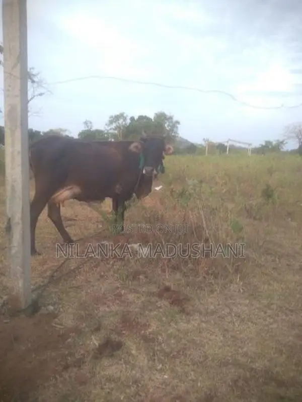 Jersey Cow
