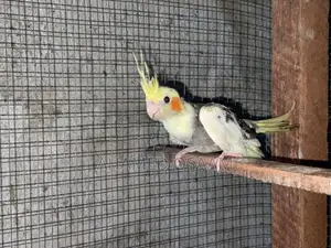Cocktail Breeding With Hand Feeding