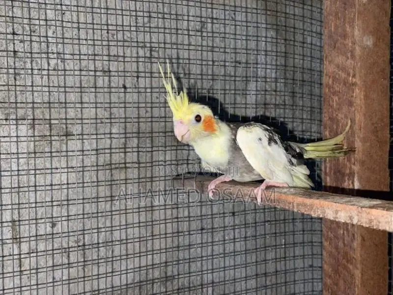 Cocktail Breeding With Hand Feeding