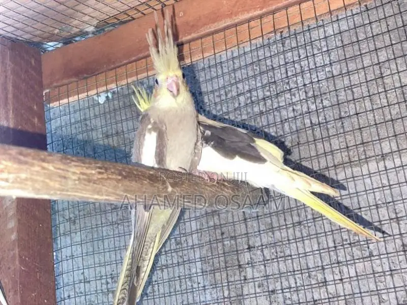 Cocktail Breeding With Hand Feeding
