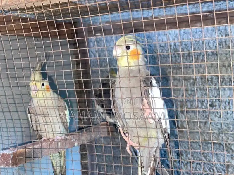 Cocktail Breeding With Hand Feeding