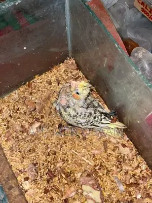 Cocktail Breeding With Hand Feeding