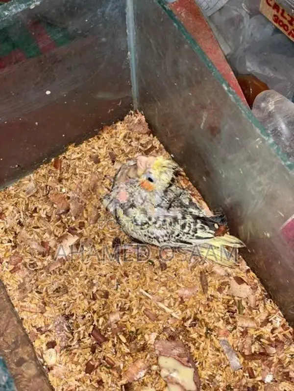 Cocktail Breeding With Hand Feeding