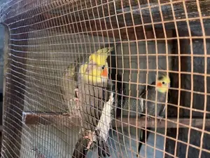 Cocktail Breeding With Hand Feeding