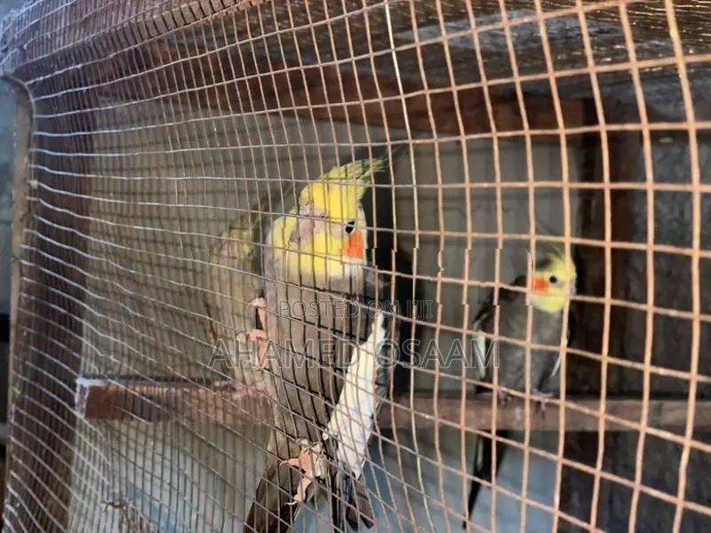 Cocktail Breeding With Hand Feeding