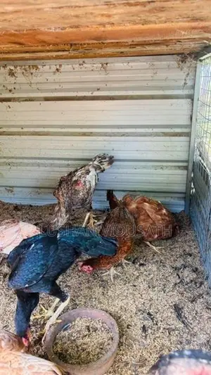 කුකුලන්