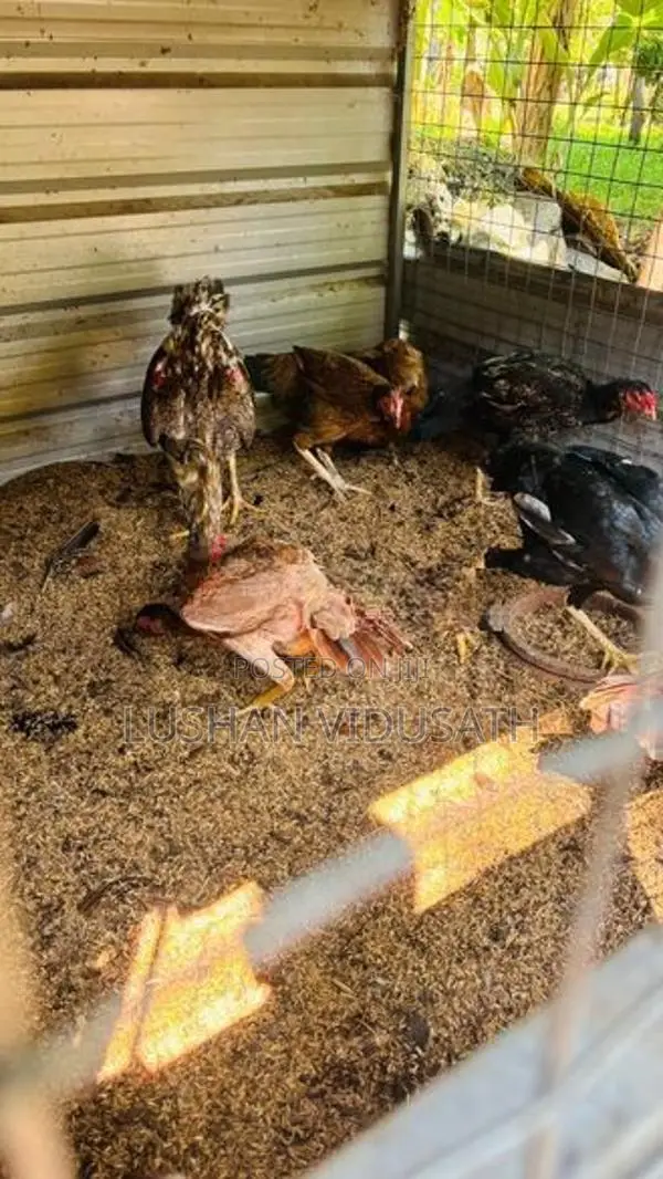 කුකුලන්