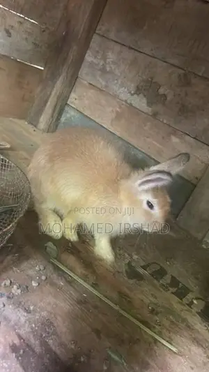 Rabbit