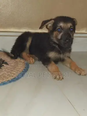 German Shepherd Puppy