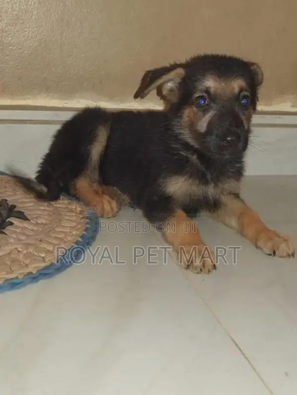 German Shepherd Puppy