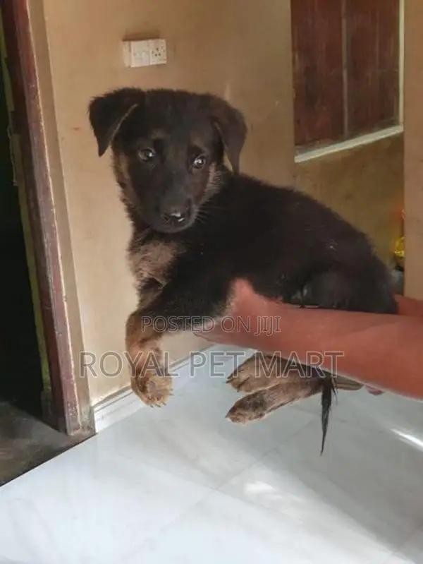 German Shepherd Puppy