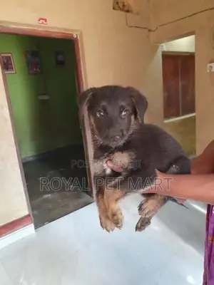 German Shepherd Puppy