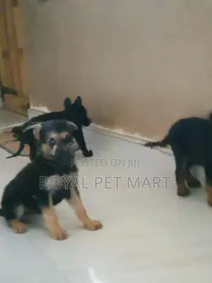 German Shepherd Puppy