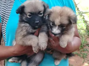 Lion Pomeranian Puppies