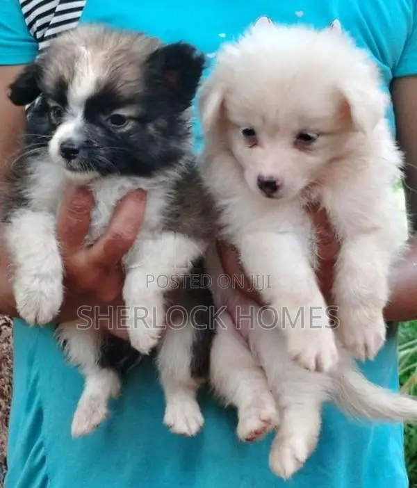 Lion Pomeranian Puppies