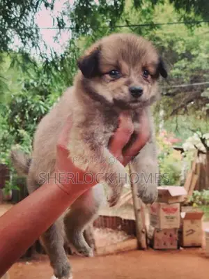 Lion Pomeranian Puppies
