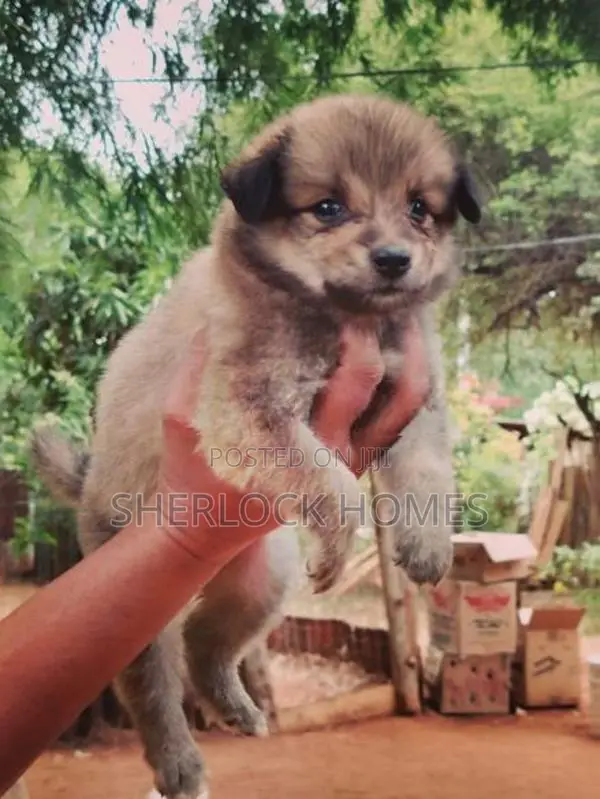 Lion Pomeranian Puppies