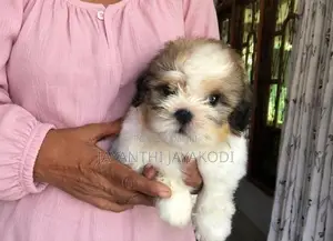Shih Tzu Male Puppy