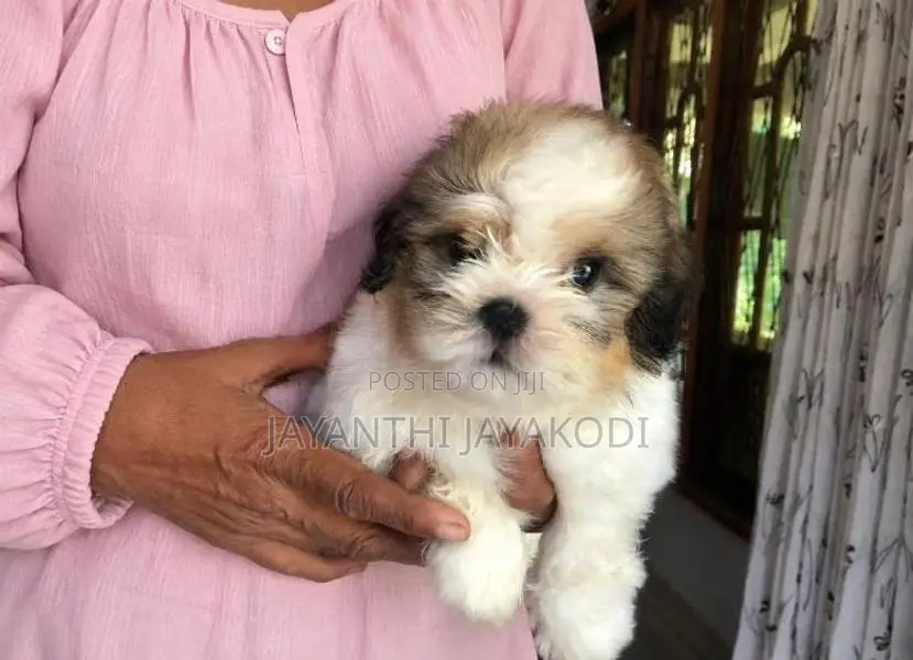 Shih Tzu Male Puppy