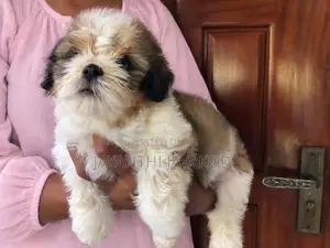 Shih Tzu Male Puppy