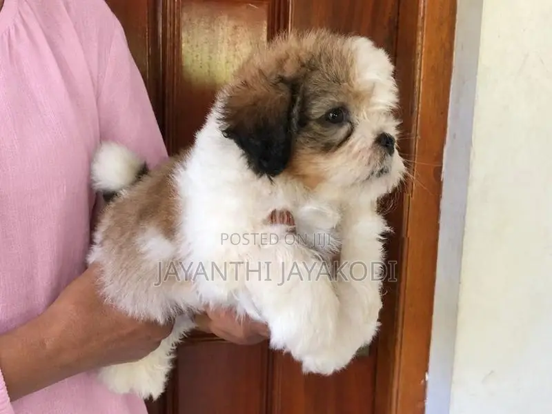 Shih Tzu Male Puppy