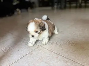 Shih Tzu Male Puppy