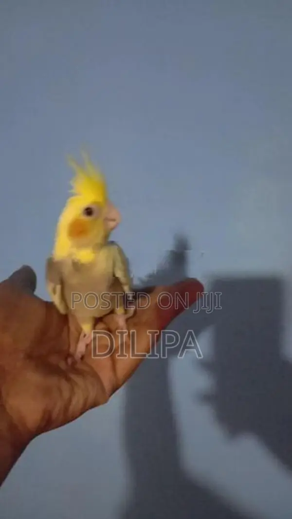 Cocktail Birds