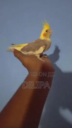 Cocktail Birds